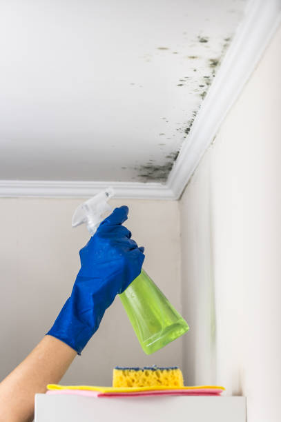 Professional Mold Remediation in South Hill, NY