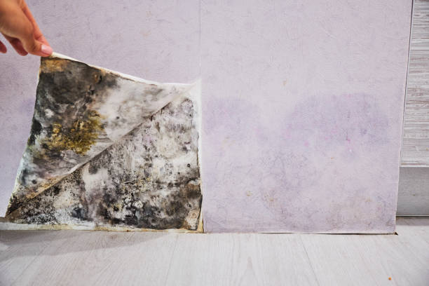 Trusted South Hill, NY Mold Remediation Experts